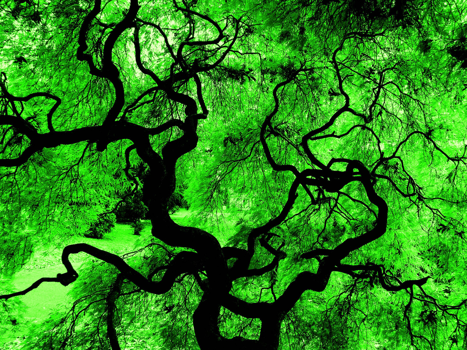 Fondos de pantalla abstracto, árbol, verde, silueta, japonés, arce