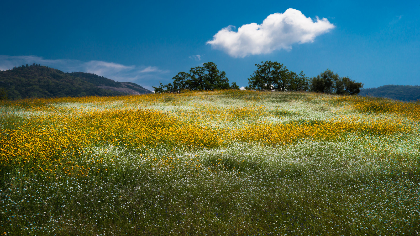 California, viaggio, bellezza, campo, nuvole, all'aperto, Lindsay, cielo blu, Serenità, fiori selvatici, fioriture, Parco nazionale di Sequoia, primavera, Allergie, Porterville, sequoie, Hwy65, casa in montagna, Tularecounty, sceniclandscape, luogo di vacanza, manintheroad, nikond800, davidgregg