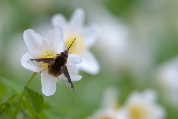 nature,photography,blossom,macro,insect,pollen