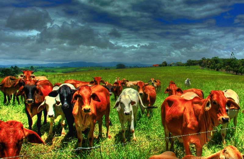 paesaggio,erba,cielo,campo,natura,azienda agricola