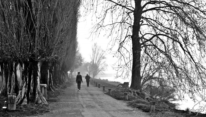 Černý a bílý, strom, dřevina, cesta, větev, monochromatické fotografování Černý a bílý, strom, dřevina, cesta, větev, monochromatické fotografování