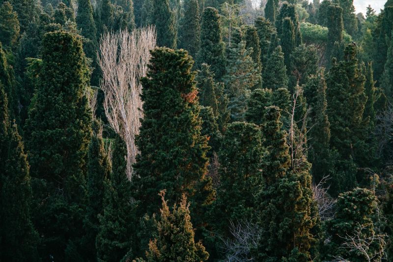 δέντρο,δάσος,νεκροταφείο,πρότυπο,υφή,αφηρημένη