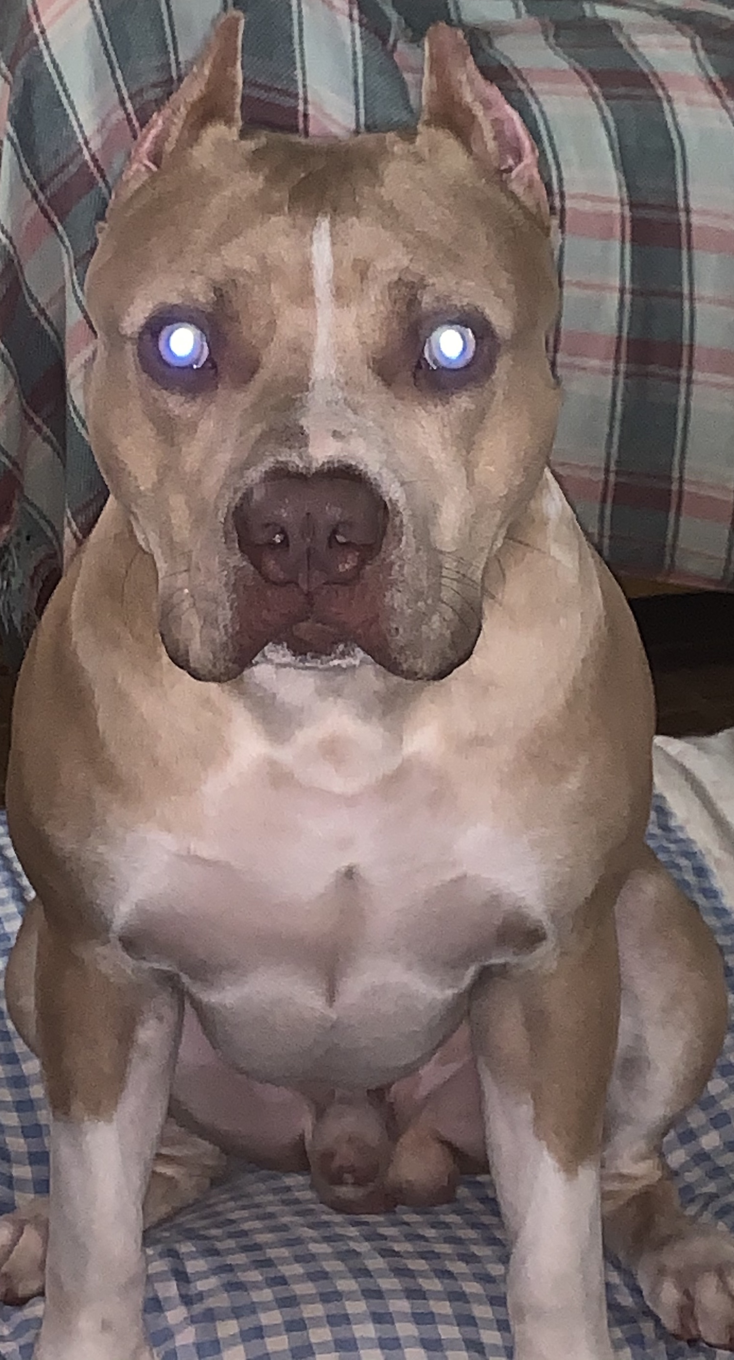 köpek, Etobur, köpek türü, tartan, Bıyık, working animal, Geyik yavrusu, companion dog, Sincap, karaciğer, Gözbebeği, sporting group, köpek tasması, Molosser, Yaka, terrestrial animal, kürk, Bekçi köpeği, Kırışıklık, Working dog, ancient dog breeds, non sporting group