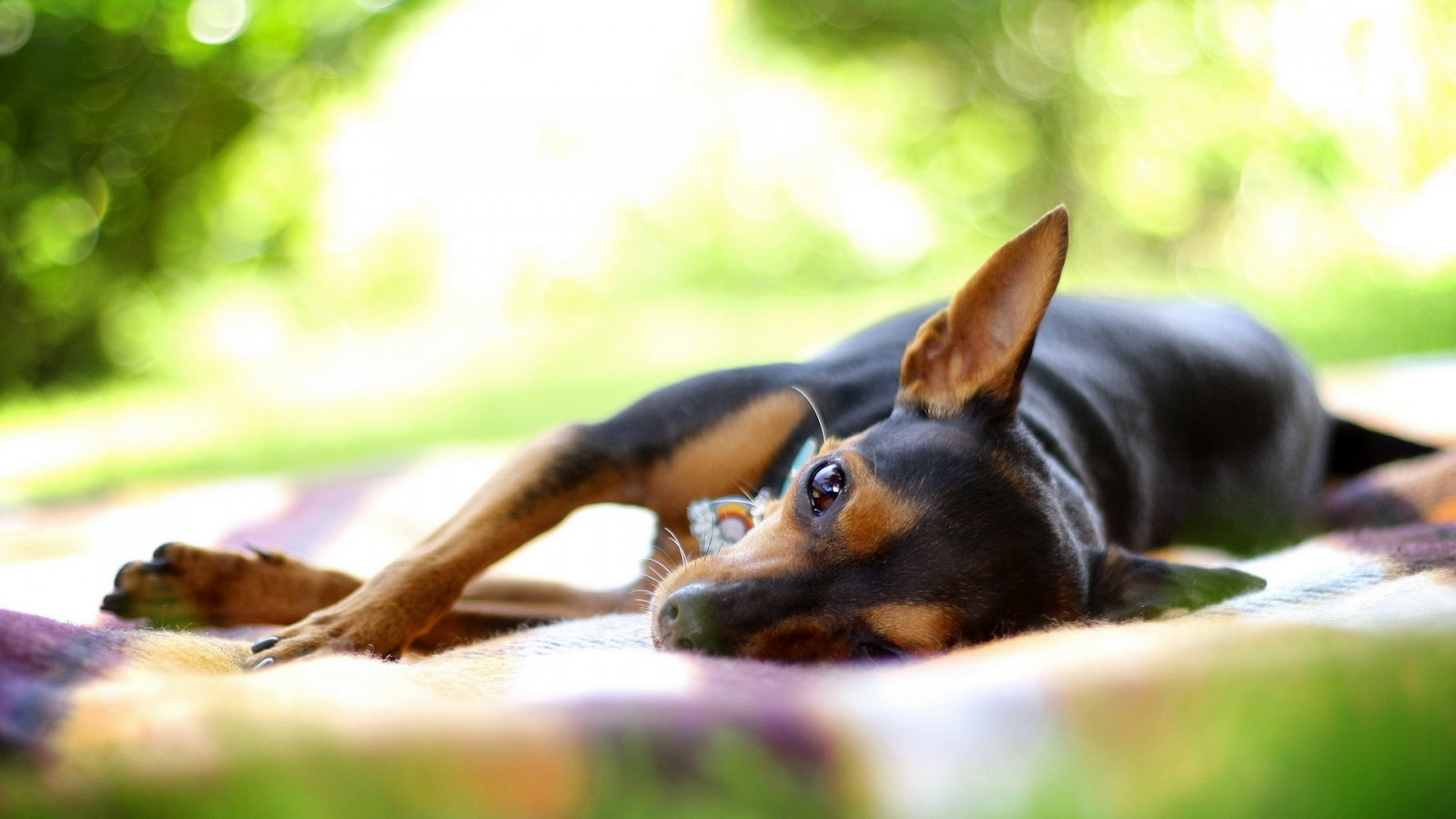 Wallpaper : dog, lying, rest, small 1920x1080 - CoolWallpapers