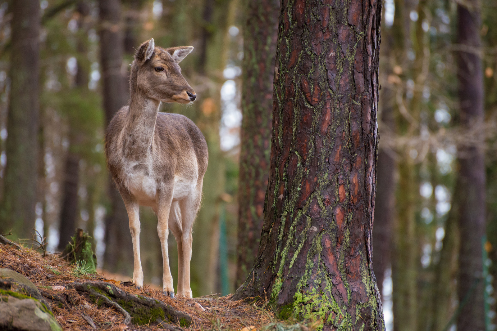 Wallpaper Deer Forest Tree Reh Wald Winter Nature Wildlife wallpaper-deer-forest-tree-reh-wald-winter-nature-wildlife