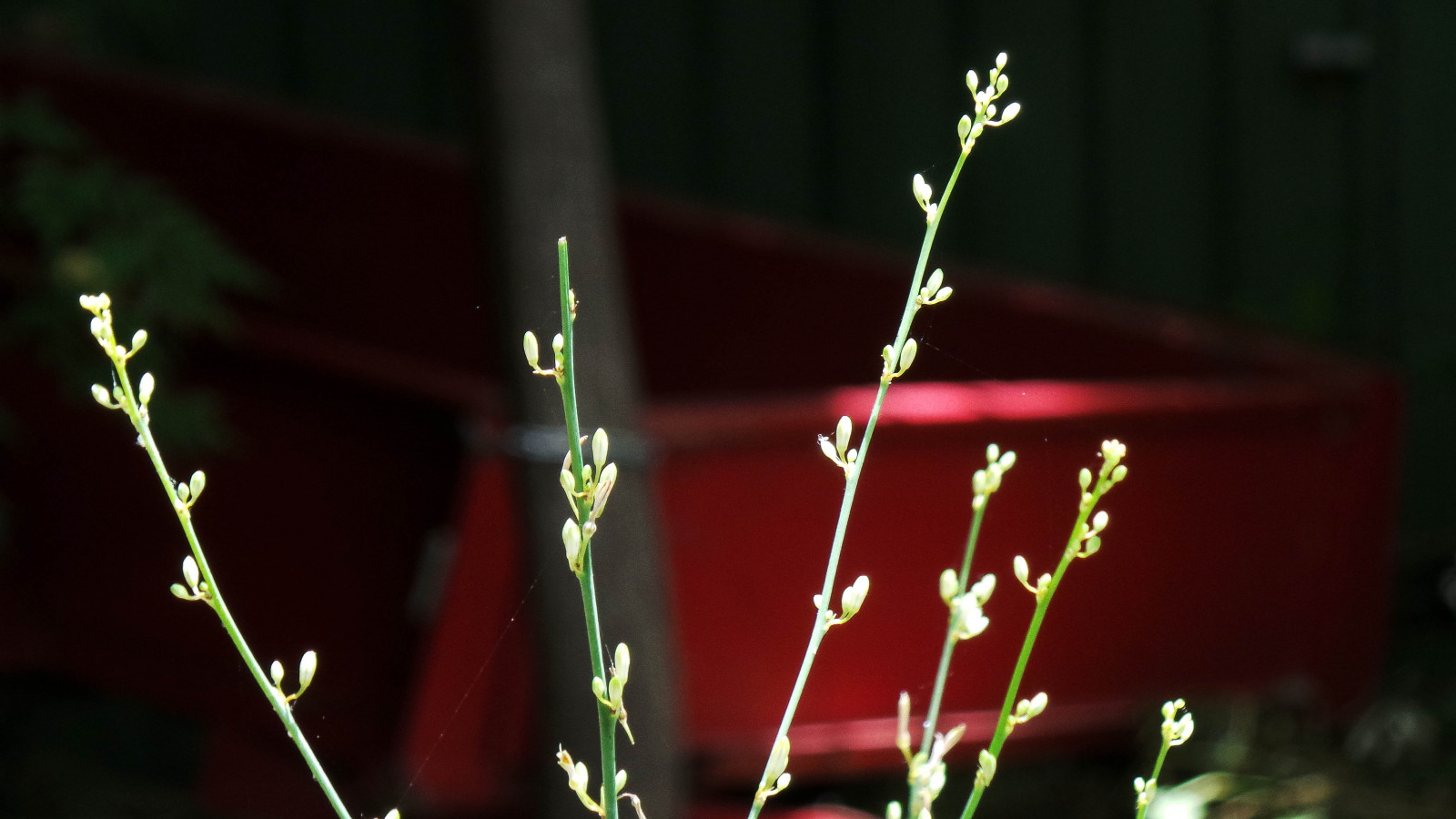 květiny, Červené, bílý, strom, zelená, tráva, kov, roh, temný, vagón, malý, Samsung, Adelaide, pupeny, přívěs, parkoviště, ornamentální, připoutaný, Stepney, theen