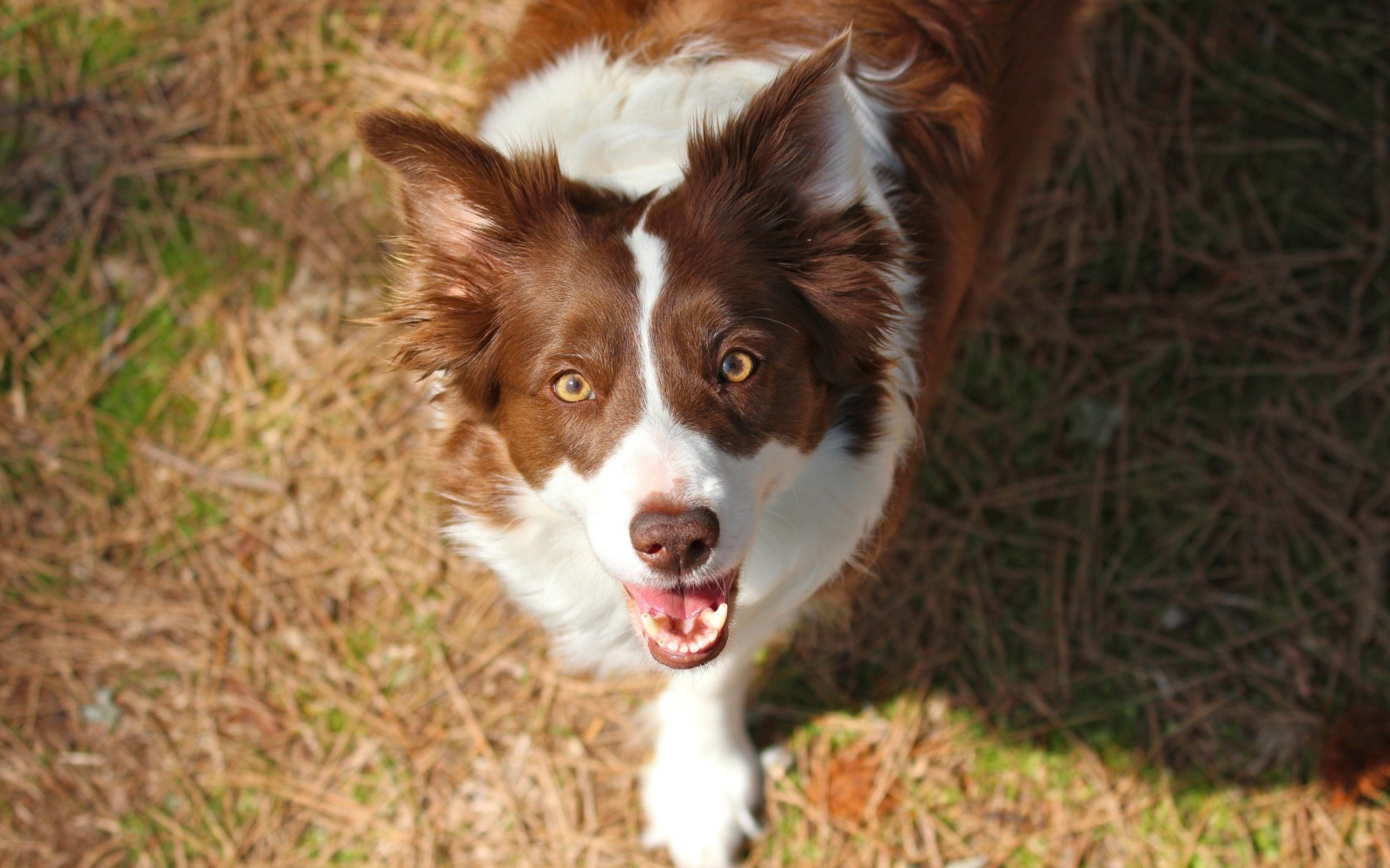 erba, cane, Border collie, australian Shepherd, papillon, mammifero, macchiato, vertebrato, cane come mammifero, spaniel, cane di razza, Kooikerhondje, Phal ne, museruola, fifa, Miniature Australian Shepherd