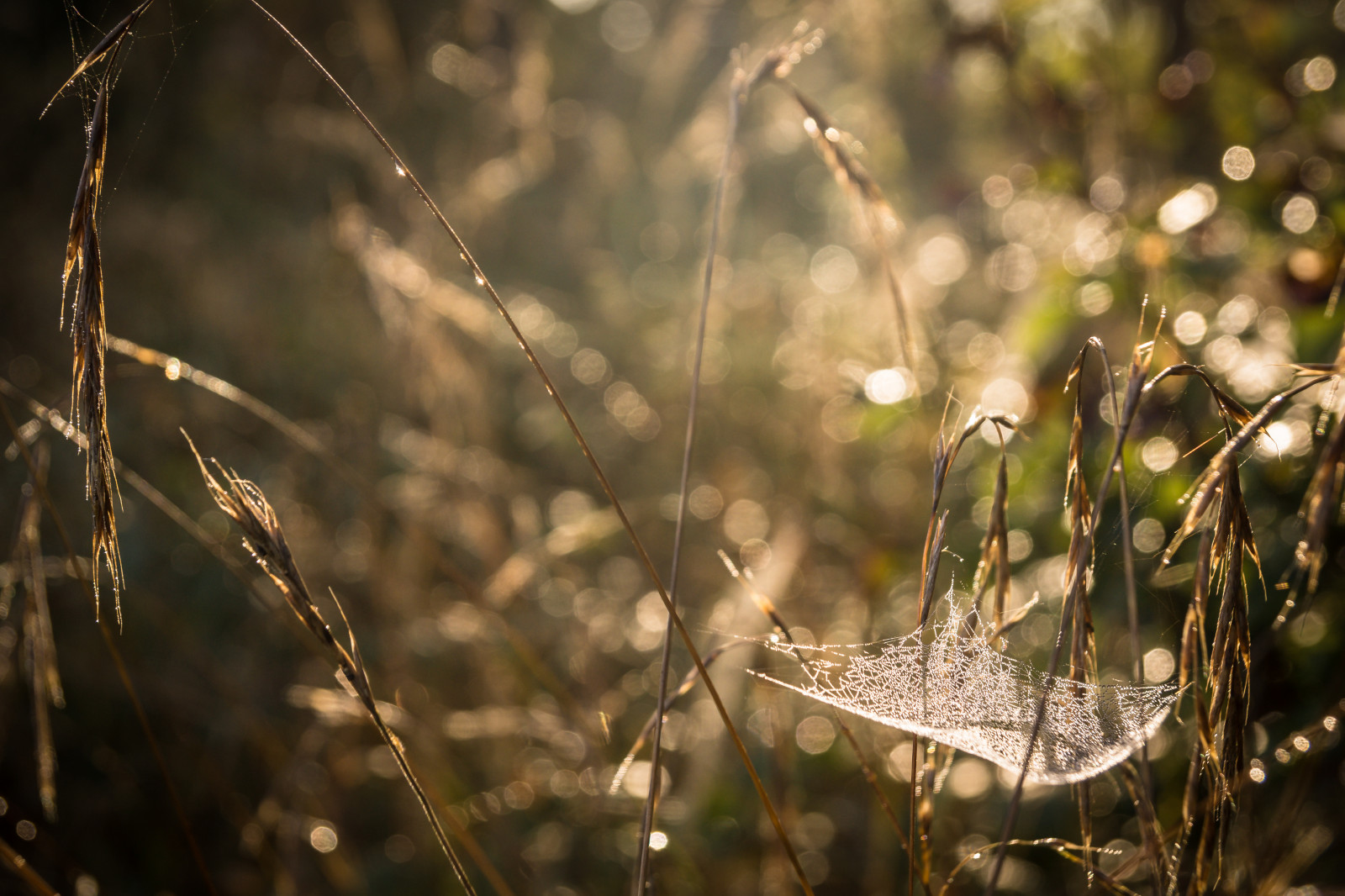 sollys, Skov, abstrakt, vand, natur, minimalisme, afspejling, græs, udendørs, fotografering, afdeling, grøn, morgen, dug, nysgerrig, Koncept, lys, træ, efterår, blad, blomst, plante, sæson, flora, hus, abstrakt, inspiration, Minimalismus, øjebliksbillede, daglige, daglig liv, Konzept, idyllisk, tæt på, makrofotografering, græs familie, fugtighed, imfreien, schnappschuss, opdagelse, entdecken, ungew hnlich, Ausgefallen, idylisch, t glichesleben, extraorinary, husonline