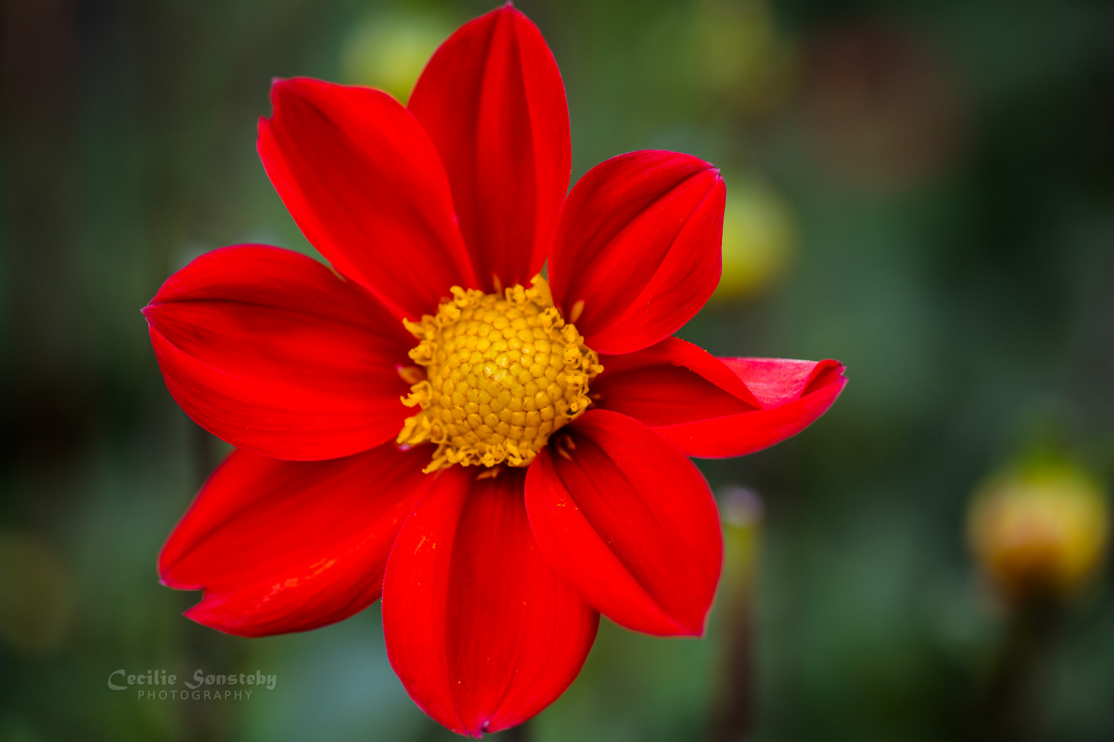 Dahlie, Blumen, rot, Blume, Makro, Grün, Gelb, Oslo, Nahansicht, Kanon, Blumenblätter, Bokeh, Ngc, Blütenblatt, Npc, Botanischer Garten, Botaniskhage, Markiii, Canon5dmarkiii, Ef100mmf28lmacroisusm