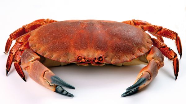 food,white background,seafood,lobster,crab,close up