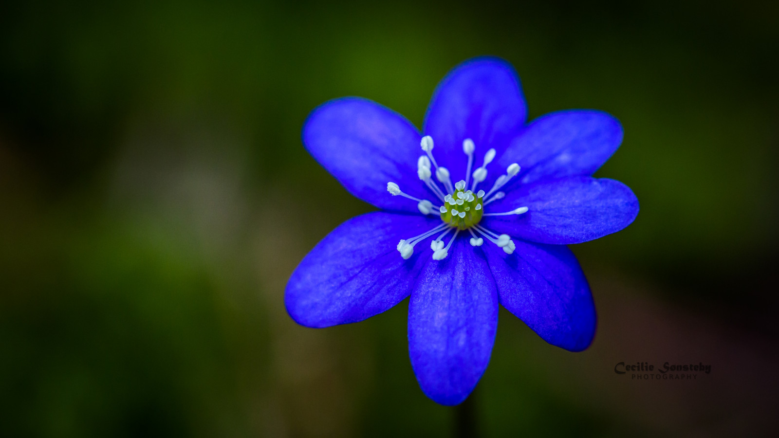 květiny, modrý, květ, makro, Oslo, detailní, Kánon, březen, Lístky, jaro, zastavit, bokeh, venkovní, okvětní lístek, Sasanka, stonky, Bygd y, jaterník, bl veis, markiii, bl sippa, anemonehepatica, commonhepatica, canon5dmarkiii, ef100mmf28lmacroisusm