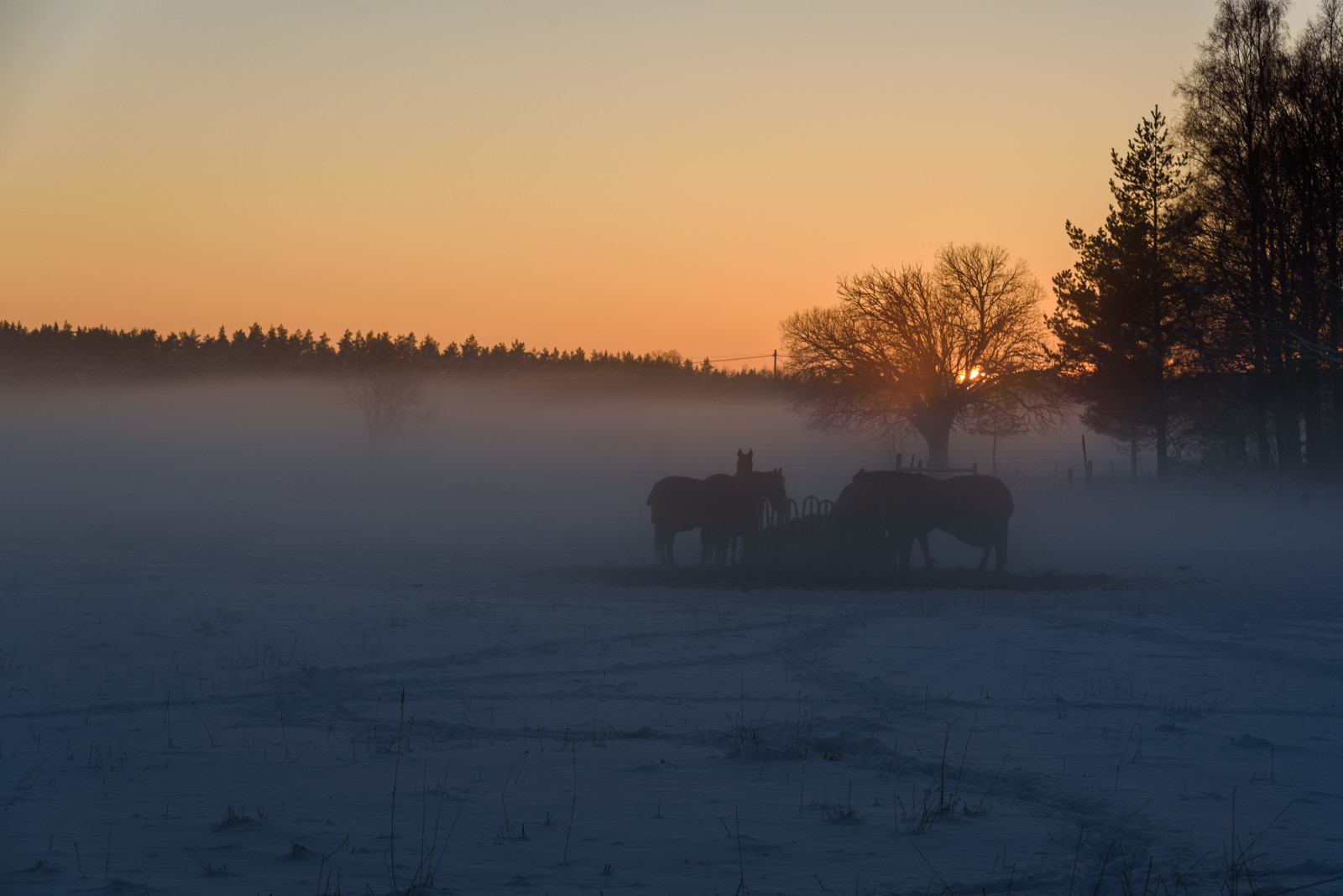  Afsnikkor241204gvr Nikond750 Uppsalal N Sverige 