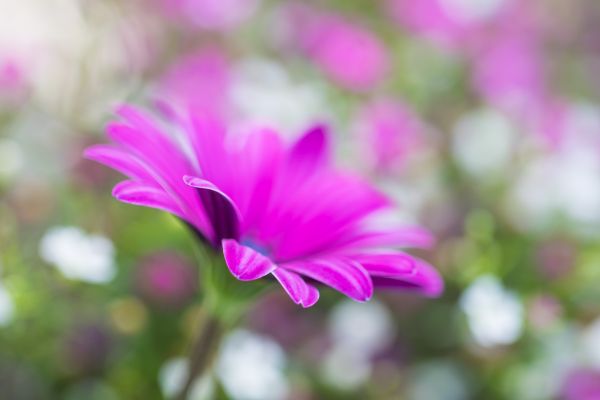 nature, macro, blossom, leaf, flower, pink