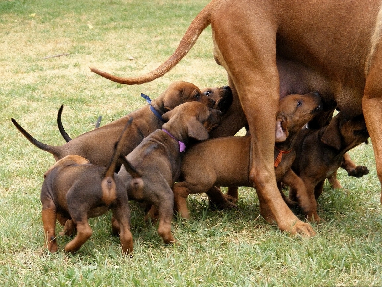 Wallpaper dog, puppies, babies, food 1600x1200 659954 HD