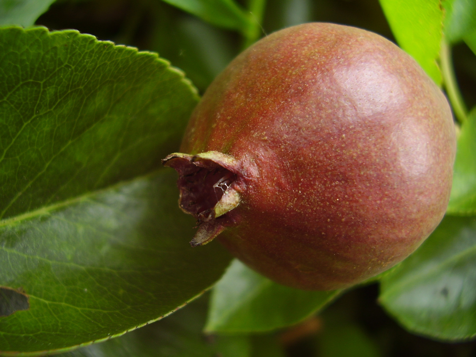 ovoce, Broskev, Angrešt, jablko, list, blinkagain, abigfave, makro fotografie, ovocný strom, mučenky, mišpule, Medlar, Secretforest, Summer13, Makroelit