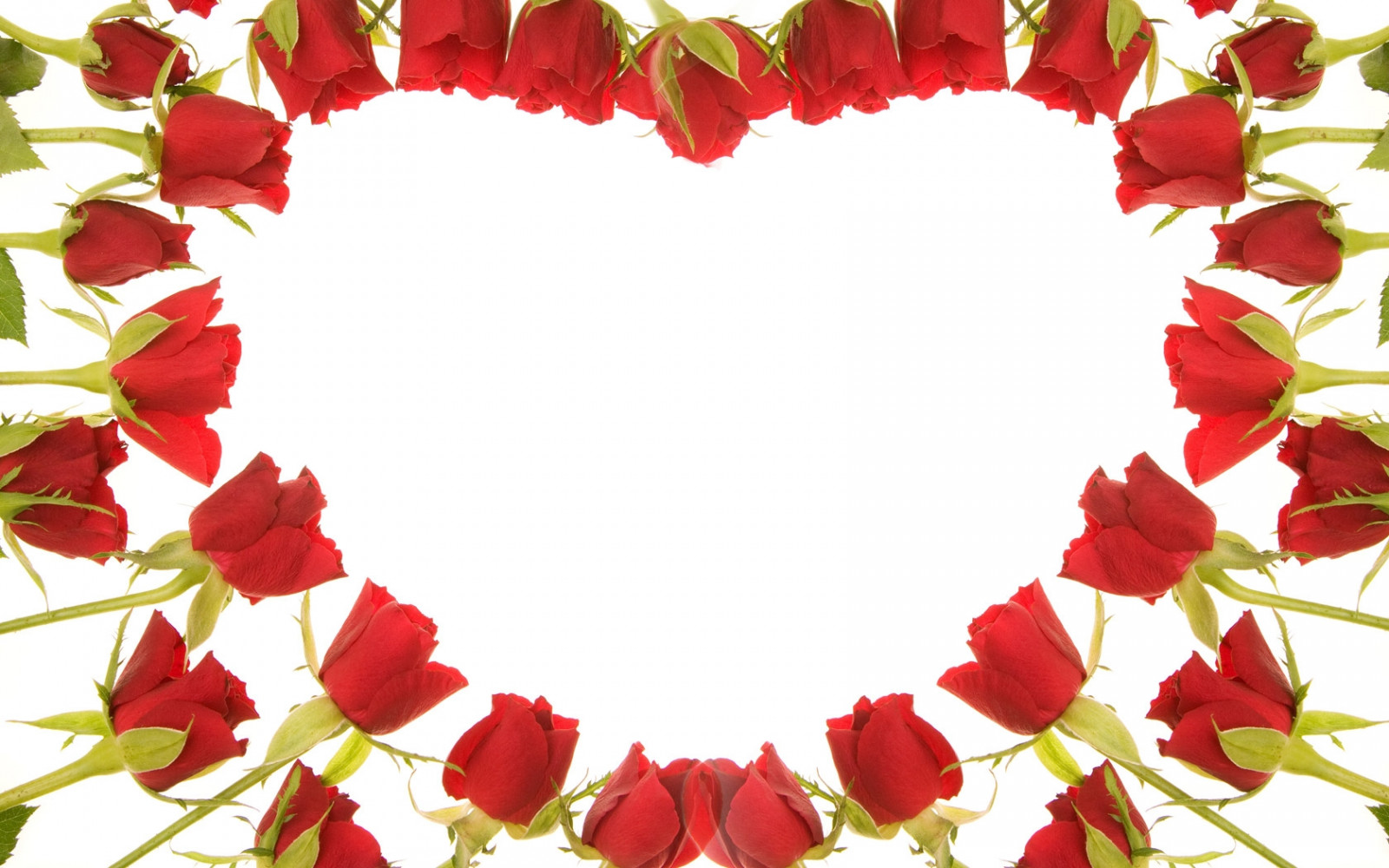 Wallpaper rose, red, flower, gift 1680x1050 wallup 1022613 HD