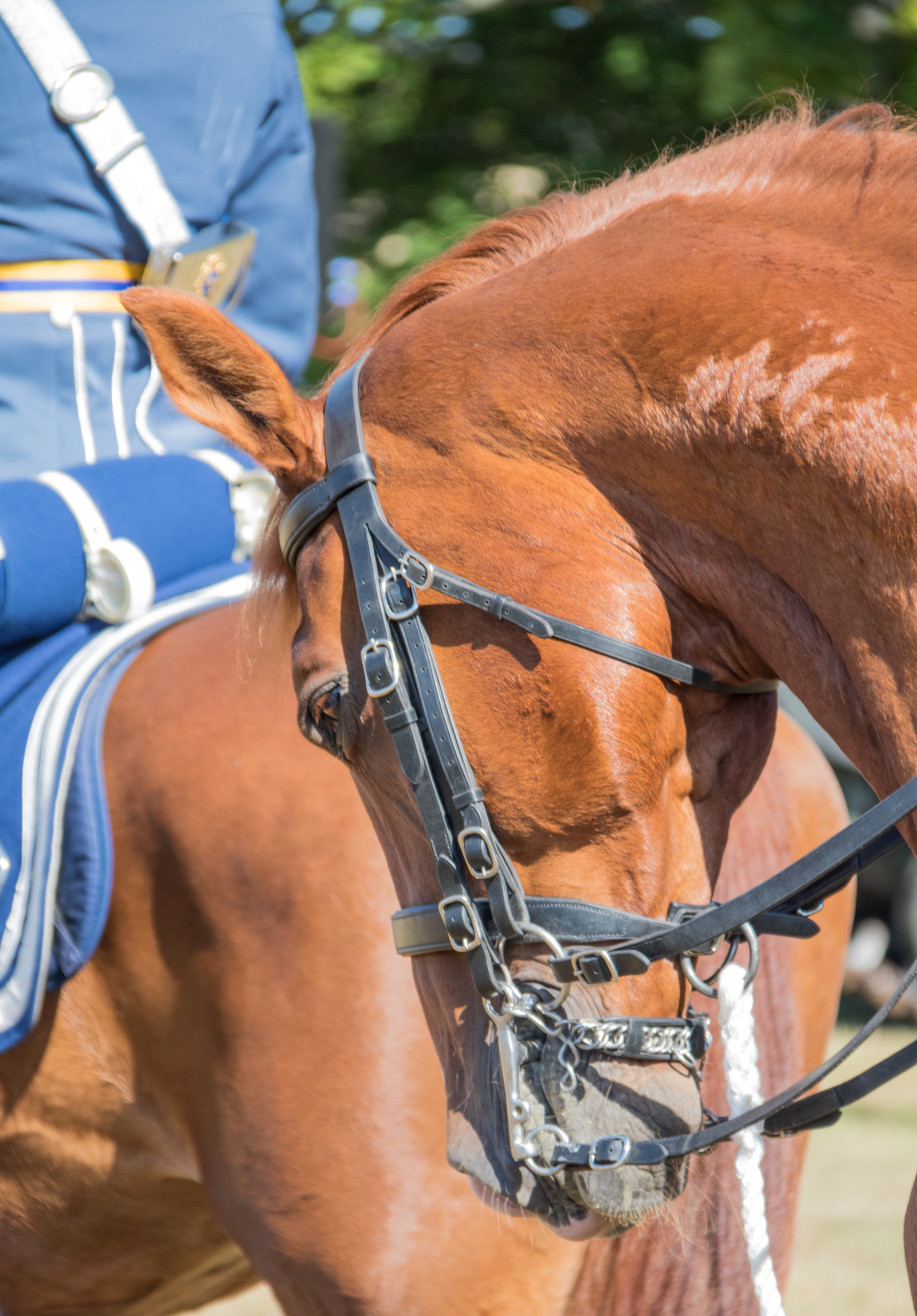 hest, militær, væddeløb, jockey, milit r, dyr, Rein, h st, djur, revingehed, p7, ragementetsdag, manke, ridning, dyr sport, hest som pattedyr, hestesport, pack dyr, grime, hovedtøj, hest tack, military, hest seletøj, engelsk ridning