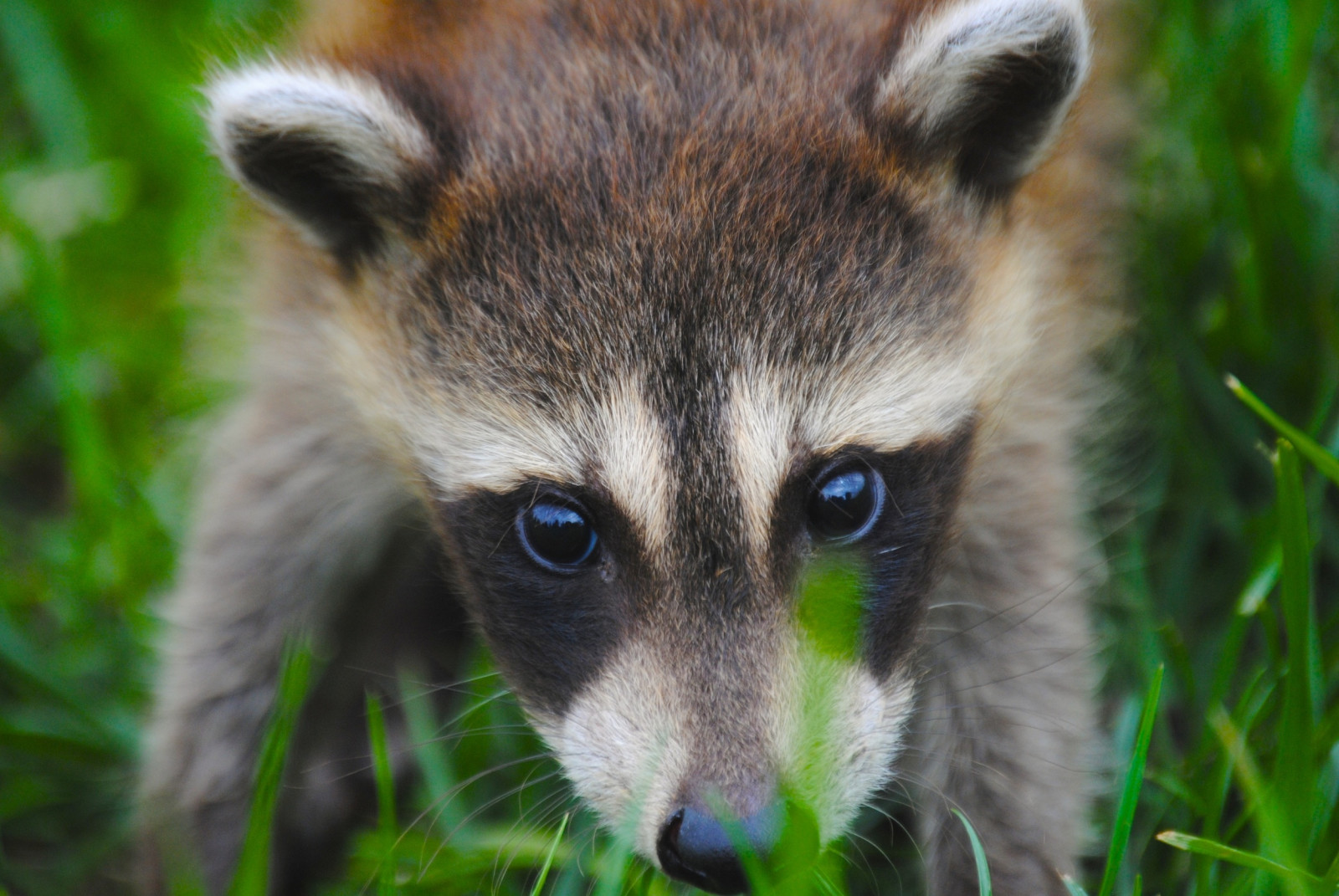 Wallpaper : menghadapi, rumput, margasatwa, cambang, Gray Fox, fauna ...