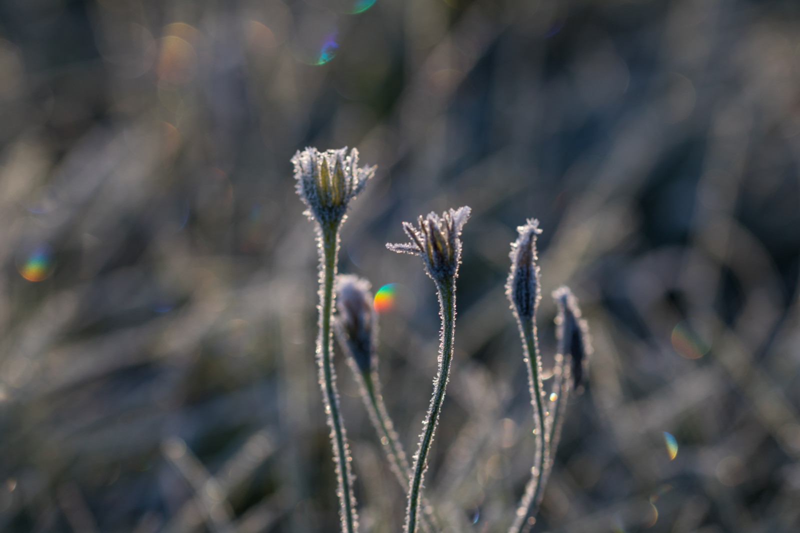 slunečnímu záření, voda, Příroda, tráva, zima, fotografování, makro, větev, zelená, Studený, mráz, rosa, strom, podzim, list, květ, rostlina, sezóna, flóra, makro, s dersl tt, kallt, divoká rostlina, větvička, botanika, zblízka, makro fotografie, trny trny a trny, tráva rodina, závod stonek, vlhkost