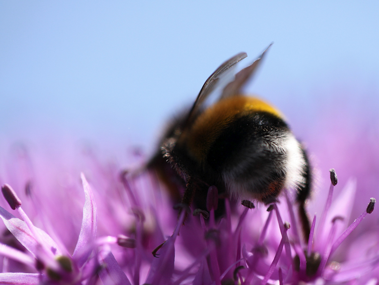 Fluffy Bum Insect Wallpaper : blue, light, blur, France, flower, macro, closeup, insect ...