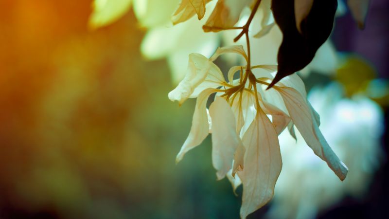 햇빛, 피사계 심도, 꽃들, 자연, 사진술, 분기 햇빛, 피사계 심도, 꽃들, 자연, 사진술, 분기