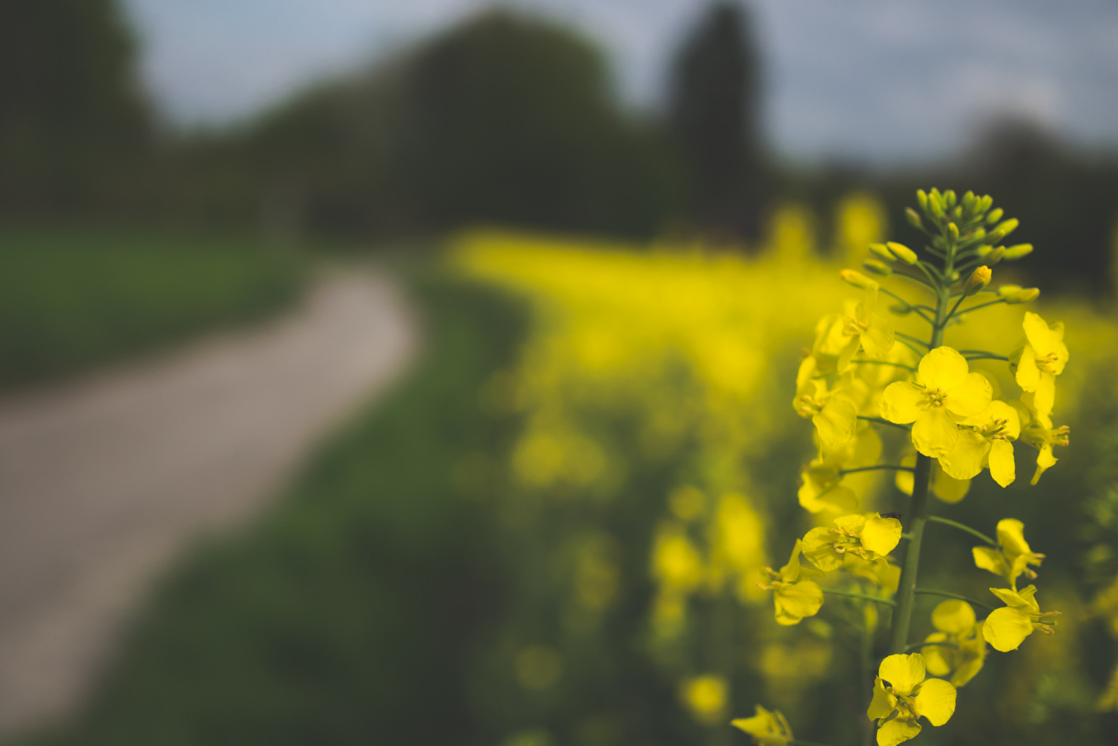 slunečnímu záření, krajina, tráva, nebe, pole, žlutý, ráno, jaro, Olympus, Panasonic, řepkového, primární, květ, rostlina, flóra, znásilnění, nárazy, řepka, lumix, mzuiko, weg, M43, microfourthirds, gelb, MFT, divoká rostlina, Feld, zblízka, makro fotografie, brassica, hořčice, hořčice závod, brassica rapa, hořčice a zelí rodina, 25mm, ft, gm1, Dmcgm1, 50mekvivalentní, 25mmf18, Lumixgm1, Lumixdmcgm1, Panasoniclumixdmcgm1, Panasoniclumixgm1, Olympus25mm18, Olympusmzuikodigital25mm118, brassicales