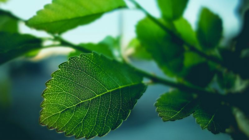 sunlight, leaves, nature, photography, macro, branch sunlight, leaves, nature, photography, macro, branch