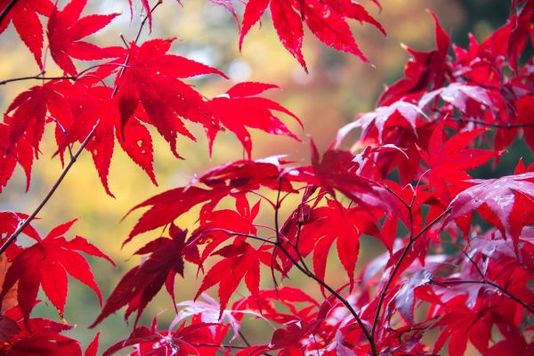 red,branch,tree,autumn,leaf,rod