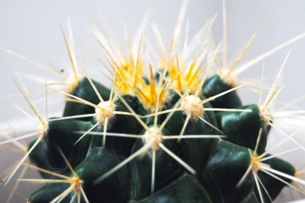 cactus,thorns,succulent