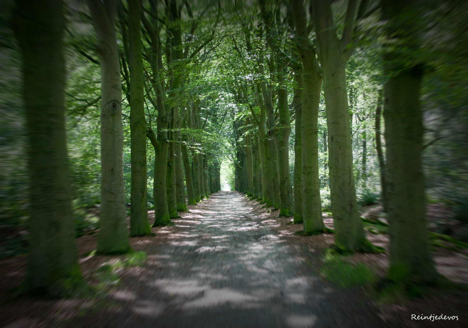 stromy, Nizozemí, les, Bomen, Groningen, bos, Pórek, nienoord, gettyimage, westerkwartier, reintjedevos