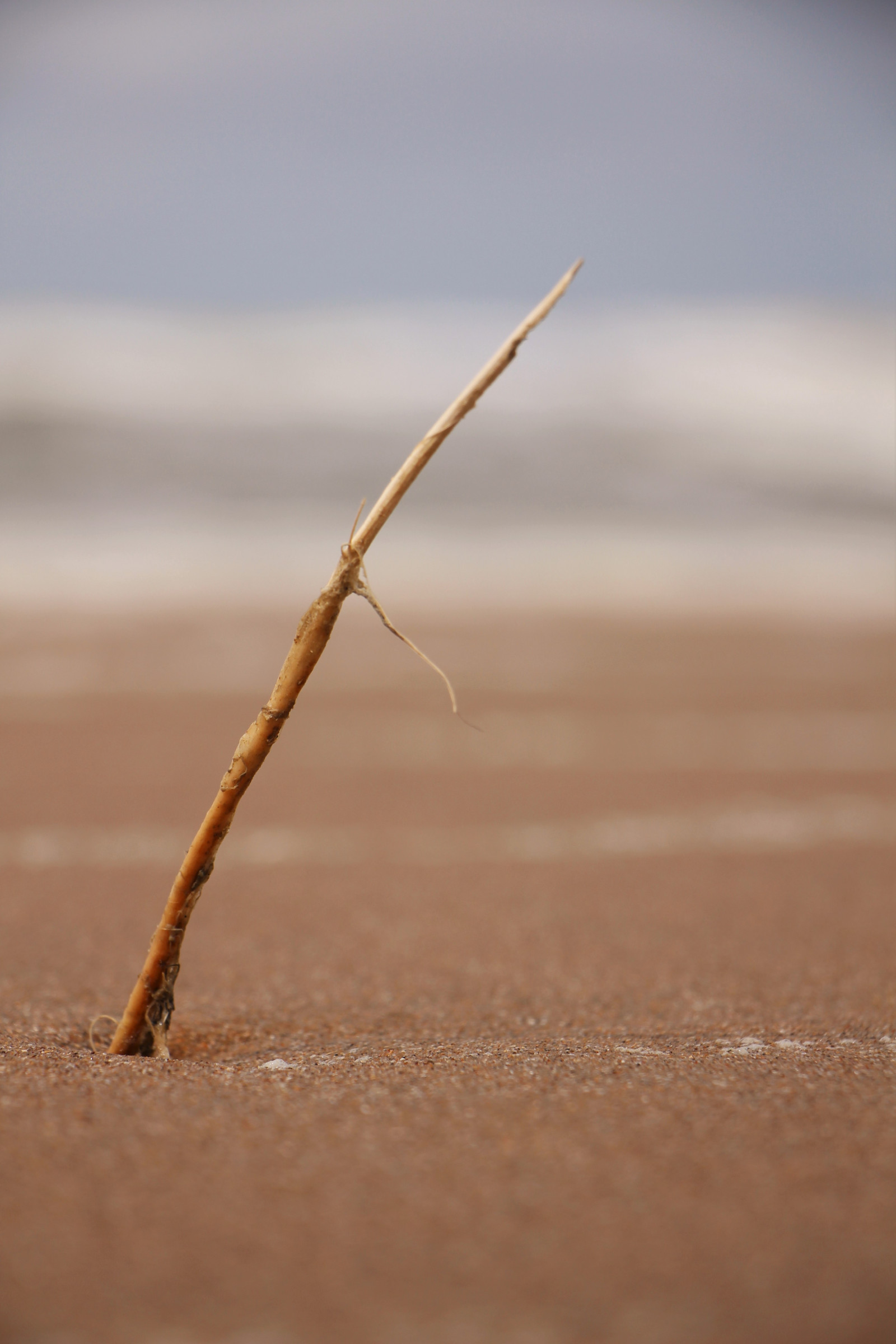 Wallpaper sunlight, nature, sand, beach, wood, branch, morning, North