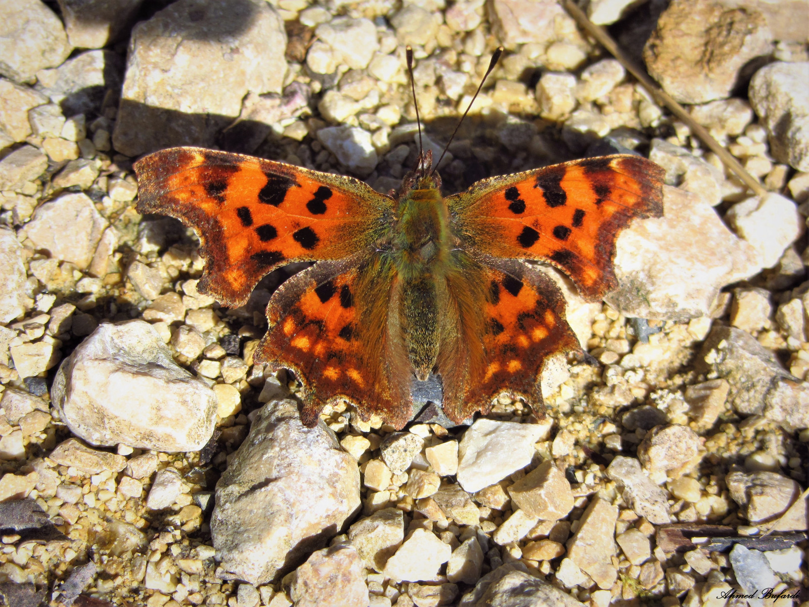 motýl, hmyz, Volně žijících živočichů, mol, Mariposa, papillon, schmetterling, fauna, Farfalla, makro fotografie, bezobratlý, členovců, organismus, opylovači, můry a motýli, lycaenid, motýl monarcha, štětec footed motýl, Borboleta