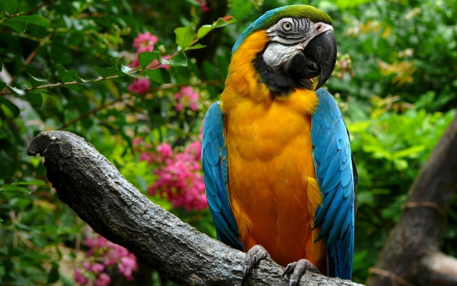 Fond D cran La Nature Perroquet Faune Le Bec Oiseau Ara 