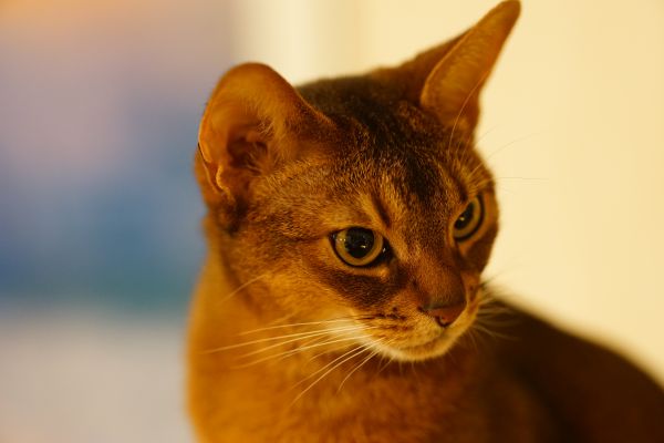 cats,beautiful,cat,wonderful,chats,feline
