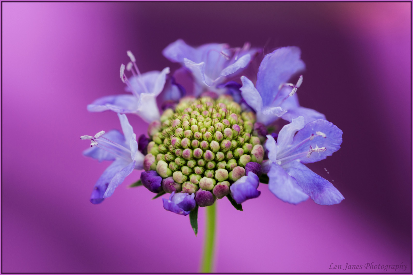 růžový, zima, chlapec, Červené, divoký, letní, nebe, kůň, slunce, bílý, květ, barva, barva, makro, odraz, zelená, pták, Londýn, UMĚNÍ, textura, Příroda, voda, dívka, kůže, růže, žlutý, detailní, vlak, zábava, myš, bedford, zajímavost, jaro, zajímavý, micky, kotě, zavřít, nachový, umělecký, vítr, bokeh, čokoláda, země, kočička, Bedfordshire, Disney, gotas, Jindřich, vířivá vana, čísla, Vrabec, lilly, mák, sova, přistát, slunéčko sedmitečné, dostal, zájem, kosmos, scabious, Langford, podzimní listí, waterdroplets, zábavný den, Květinářství, letního, padesát odstínů šedi, padesát odstínů, Jízdárny, Canon450deosm50mm14nikon14