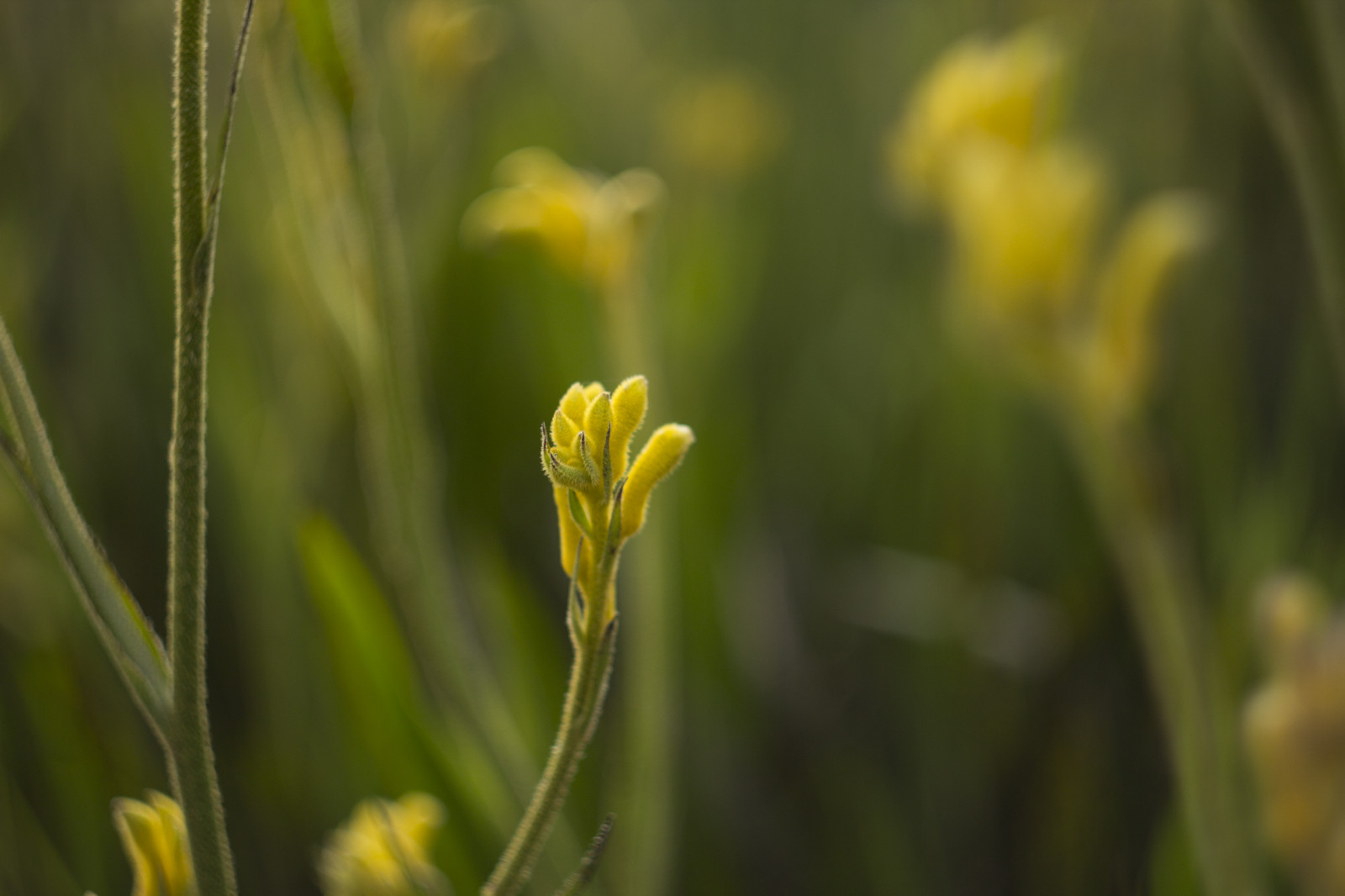 sollys, have, natur, græs, parkere, vinter, gul, Canon, bokeh, forår, Australien, hjemmehørende, Victoria, australsk, Melbourne, 2014, blomst, plante, flora, dOF, knop, august, botanicgarden, eng, eos, 60d, wildflower, computer tapet, tæt på, makrofotografering, græs familie, stængelplante, handelsvare, sennep, sennep plante, Brassica rapa, sprinter, Cranbourne, australiangarden, cranbournebotanicgardens, royalbotanicgardencranbourne