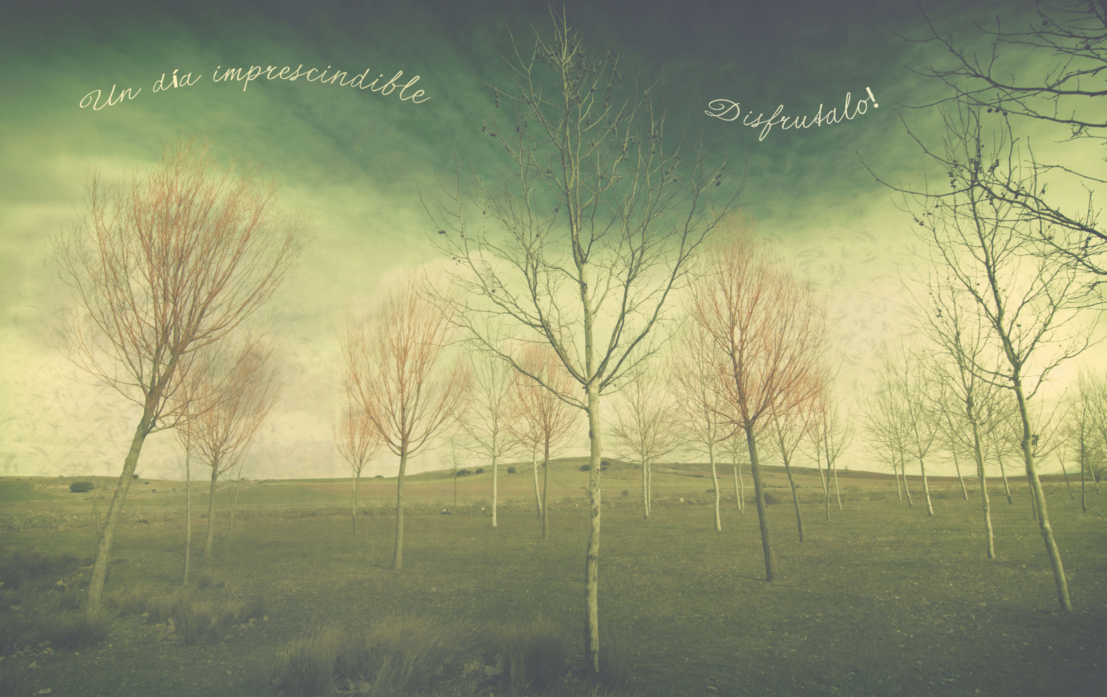 park, stromy, Segovia, castilla