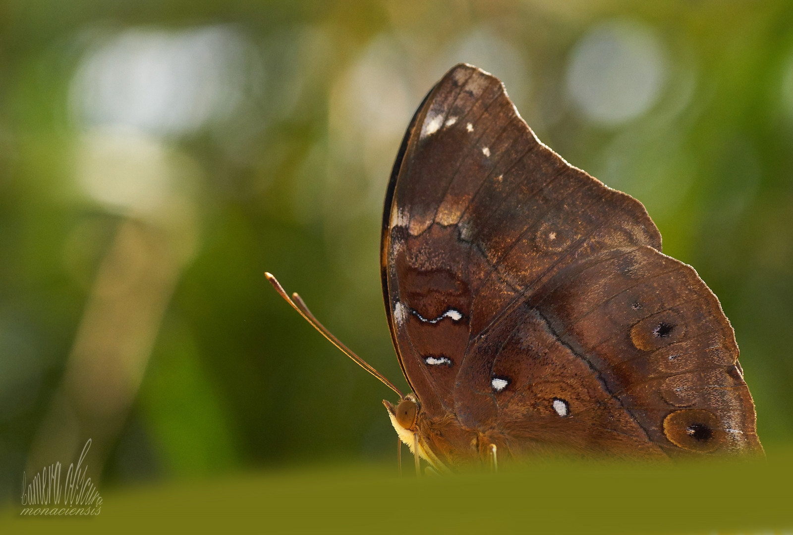 ผีเสื้อ, แมลง, สัตว์ป่า, ร้อน, มอด, สัตว์ป่า, การถ่ายภาพมาโคร, สัตว์ที่ไม่มีกระดูกสันหลัง, สัตว์ขากรรไกร, สิ่งมีชีวิต, แมลงผสมเกสร, ผีเสื้อและผีเสื้อ, tropicalbutterfly, tropischerschmetterling, lycaenid, ผีเสื้อแปรง, tropisch, tropenhaus