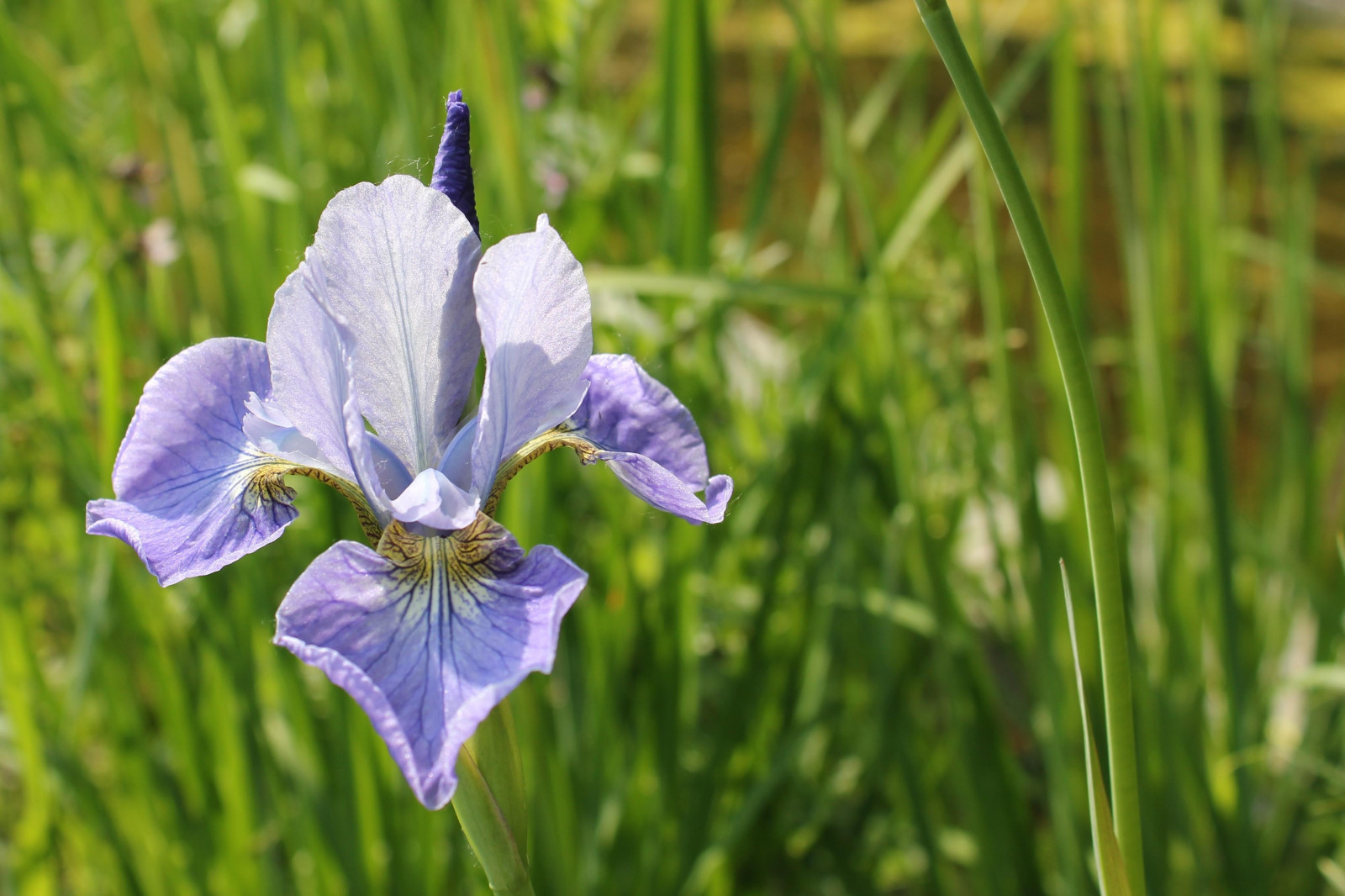 natur, græs, Mark, grøn, urt, Iris, blomst, plante, øje, flora, eng, wildflower, prærie, botanik, jord plante, blomstrende plante, tæt på, makrofotografering, stængelplante, iris versicolor, iris familie