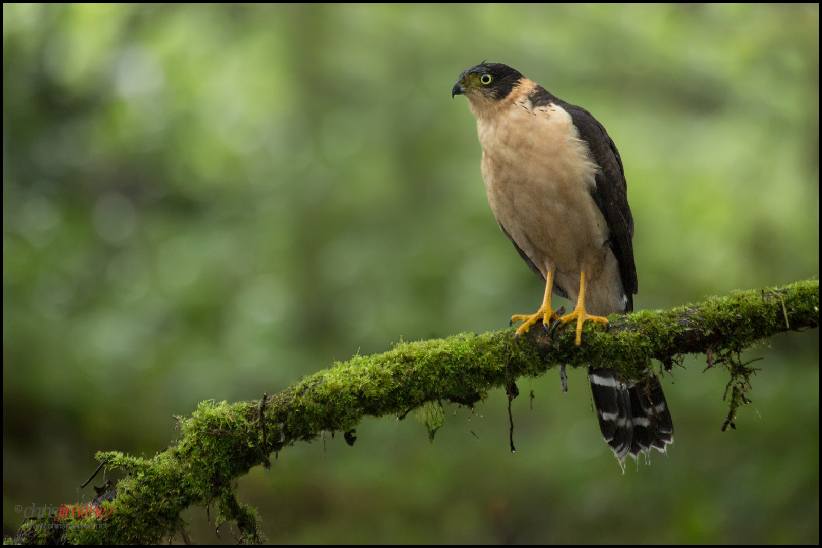 Costa Rican Raptor Wallpaper : bird, moss, costarica, branch, fulllength, raptor, sideview ...