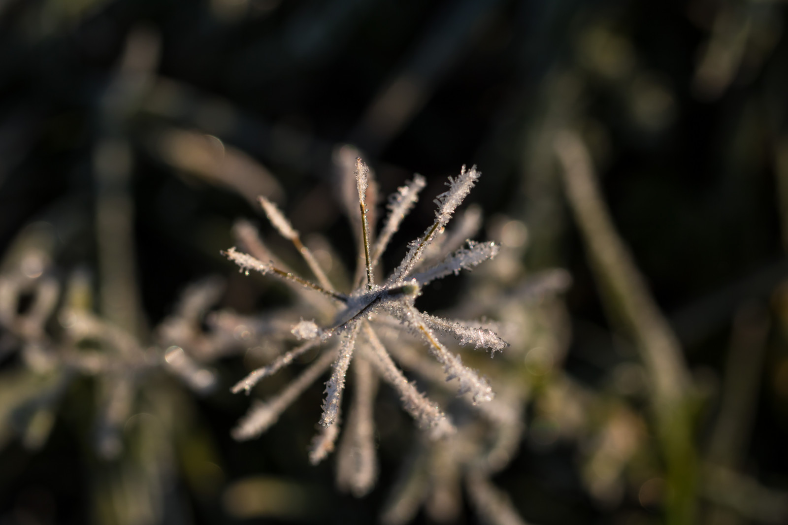 les, Příroda, tráva, sníh, zima, fotografování, makro, větev, Studený, mráz, strom, podzim, list, květ, rostlina, sezóna, flóra, makro, natur, kallt, exif modelu canoneos760d, geocountry, Kamera aby kánon, geocity, Model fotoaparátu canoneos760d, geostate, geolocation, exif aby kánon, EXIF isospeed 100, exif focallength 100mm, EXIF otvor 50, EXIF ef100mmf28lmacroisusm čočka, větvička, botanika, dřevina, zblízka, makro fotografie, trny trny a trny, závod stonek