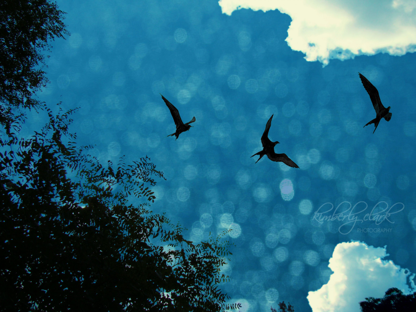 blu, uccelli, tre, bokeh, esploratore, Esplorare, Lunedi, merlo, onblue, tre piccoli uccelli, esplorato, bokehlicious, abigfave, anawesomeshot, bokehland, bokeholic