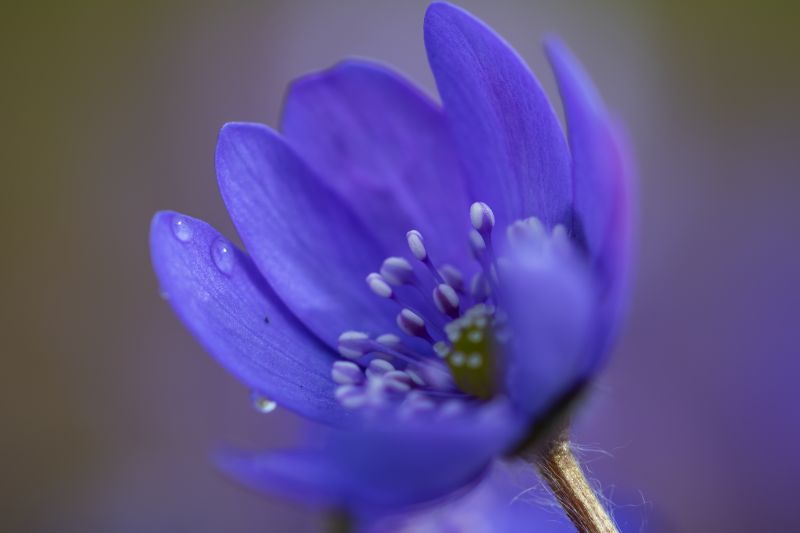 fotografovanie,kvet,pružina,kvetina,Fialová,Modrá