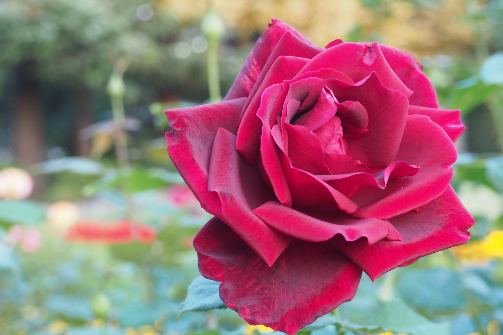 Japonsko, růže, růžový, Tokio, Olympus, jp, květ, rostlina, flóra, okvětní lístek, mzuiko, kyufurukawagarden, OMD, EM5, omdem5, mzuikodigital1250mmf3563, mzuiko1250, em5mark2, omdem5mark2, suchozemská rostlina, kvetoucí rostlina, zahradní růže, růže rodina, růže objednávka, floribunda, rosa centifolia