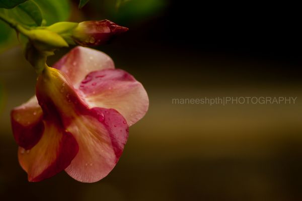 Flor,Rosa,Primavera,flor,plantar,flora