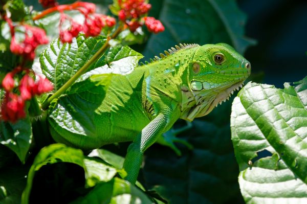 iguana,reptile,lizard,flower,leaf