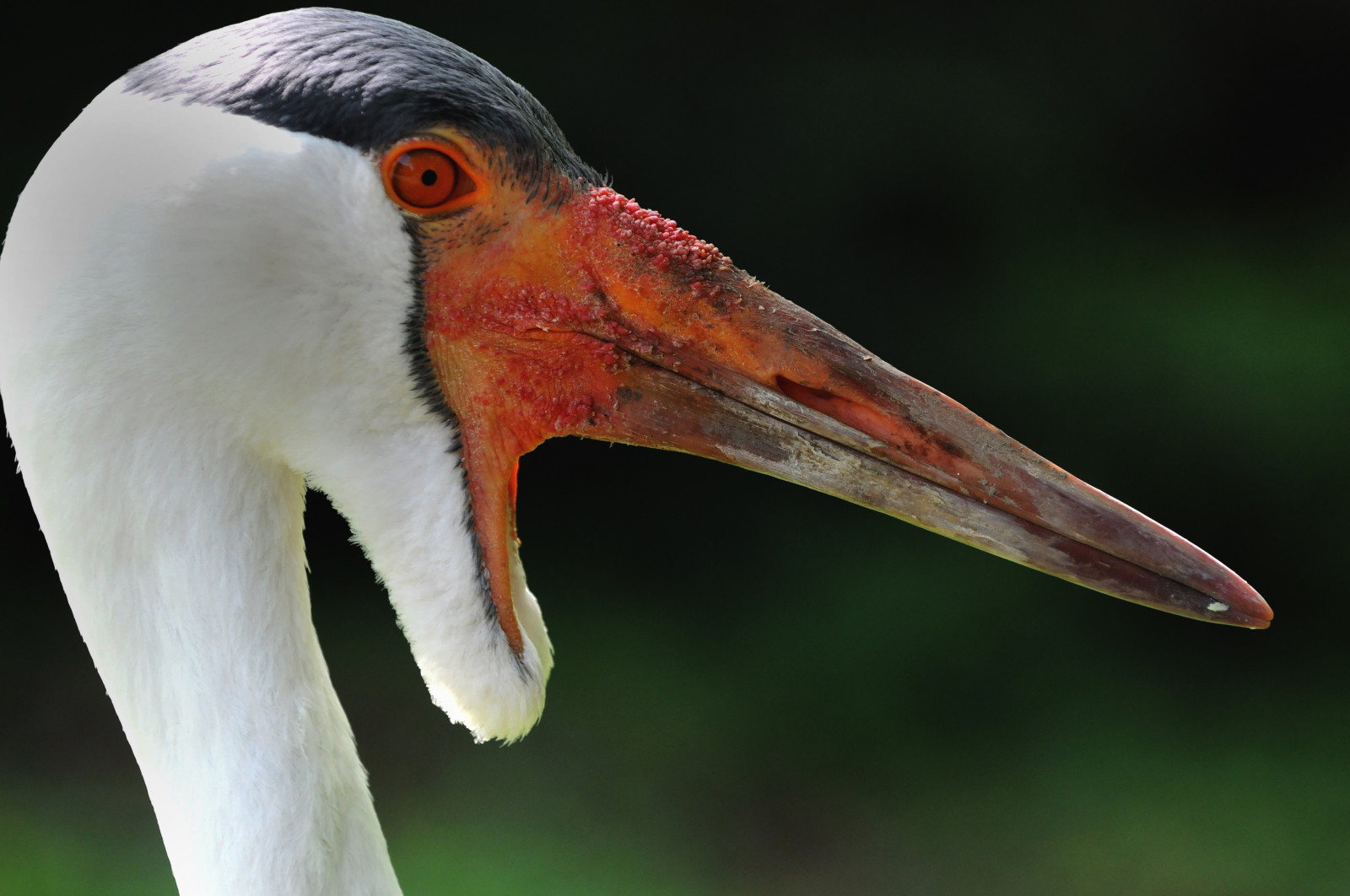 zobák, pták, zblízka, fauna, jeřáb, Jeřáb jako pták, Volně žijících živočichů, ibis, organismus, čáp, Ciconiiformes