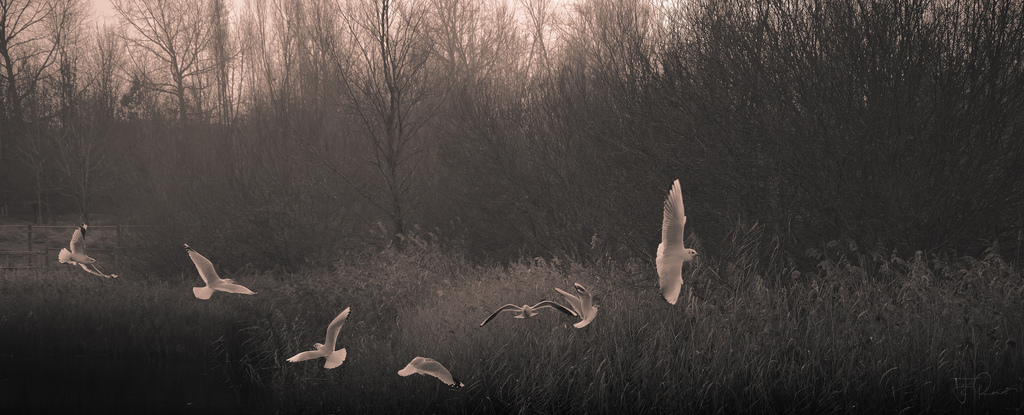 slunečnímu záření, les, černobílý, noc, Příroda, odraz, sníh, zima, panoráma, ráno, mlha, Racků, rybník, soumrak, rákosí, Let, světlo, Černý a bílý, dramatický, strom, stíny, počasí, D5500, hnutí, tma, treeline, rackové, traviny, atmosférický jev, nikond, rozpětí křídel, monochromia, multidirection, světélkování, hamptonvale, ptactva
