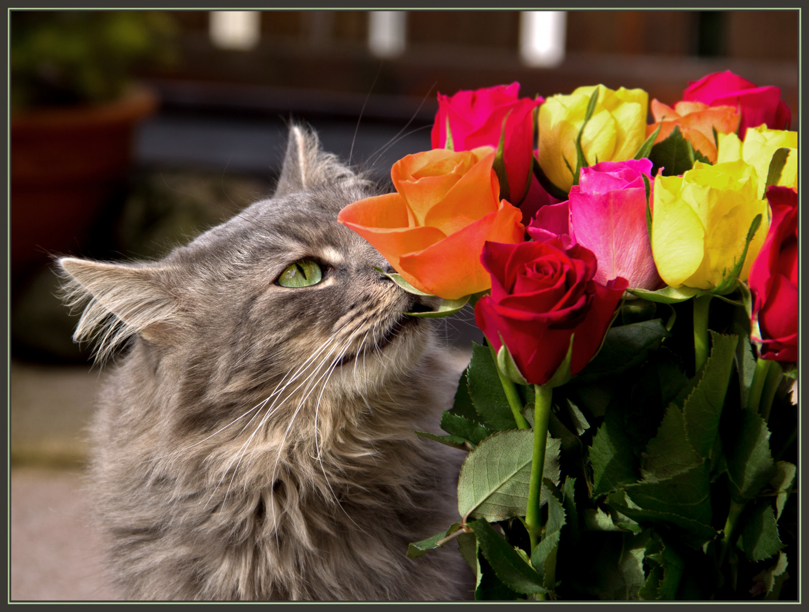 Wallpaper flowers, roses, cat, Canon, feline, chat, Kitty, blumen