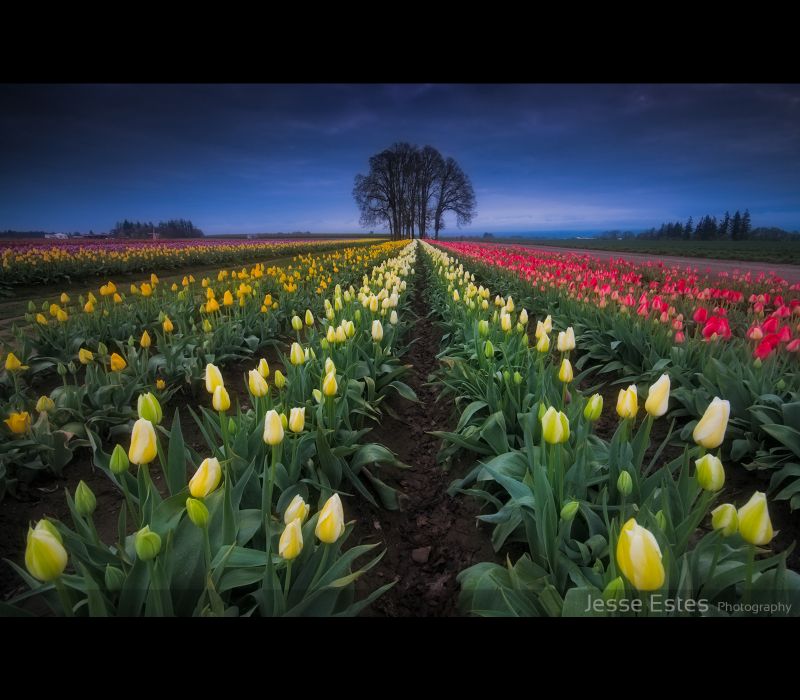 květ, rostlina, kvetoucí rostlina, pole, tulipán, žlutý květ, rostlina, kvetoucí rostlina, pole, tulipán, žlutý